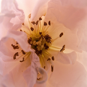 Peony 2