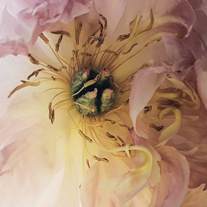 Peony 3